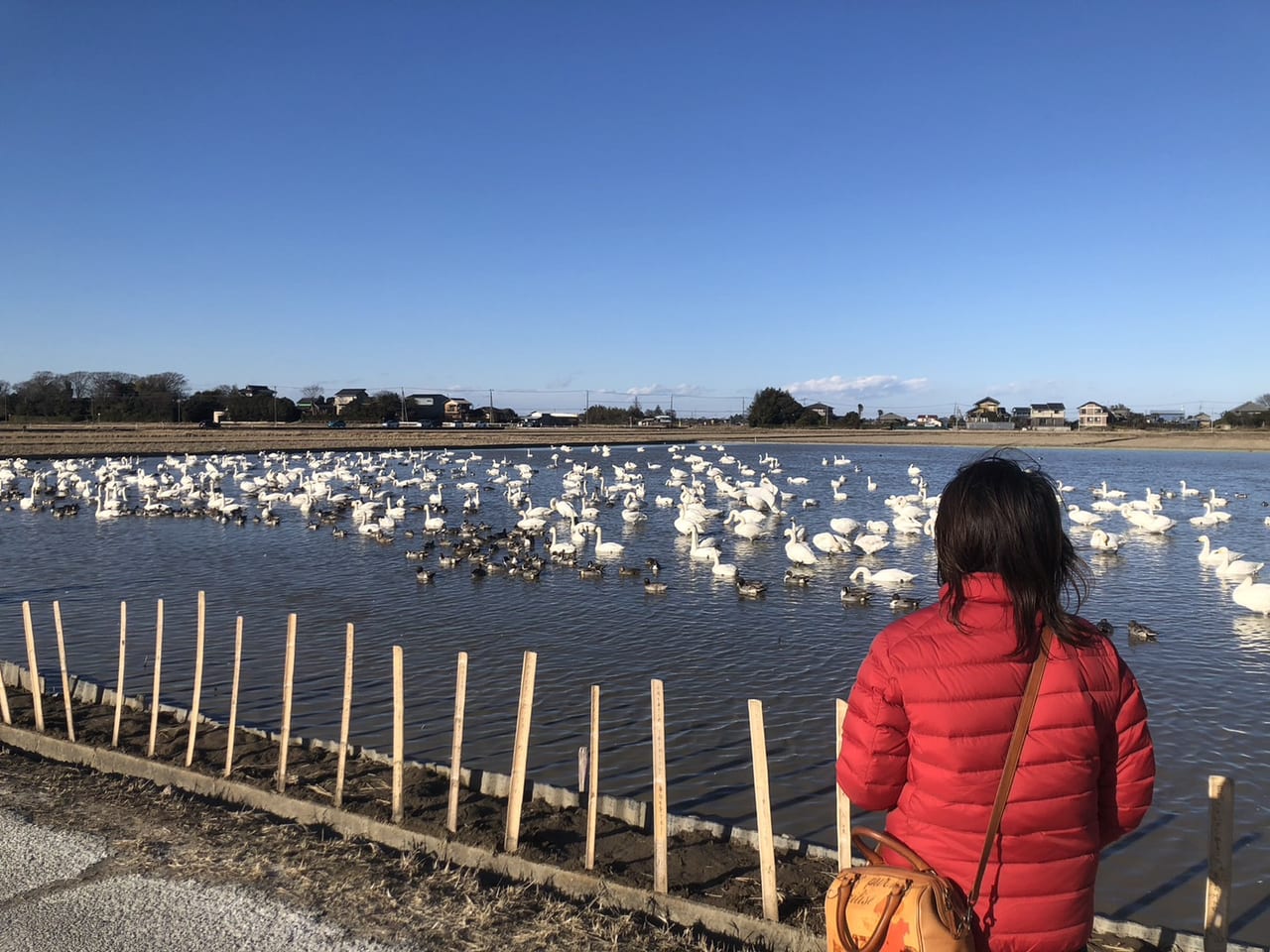 白鳥の郷_水田