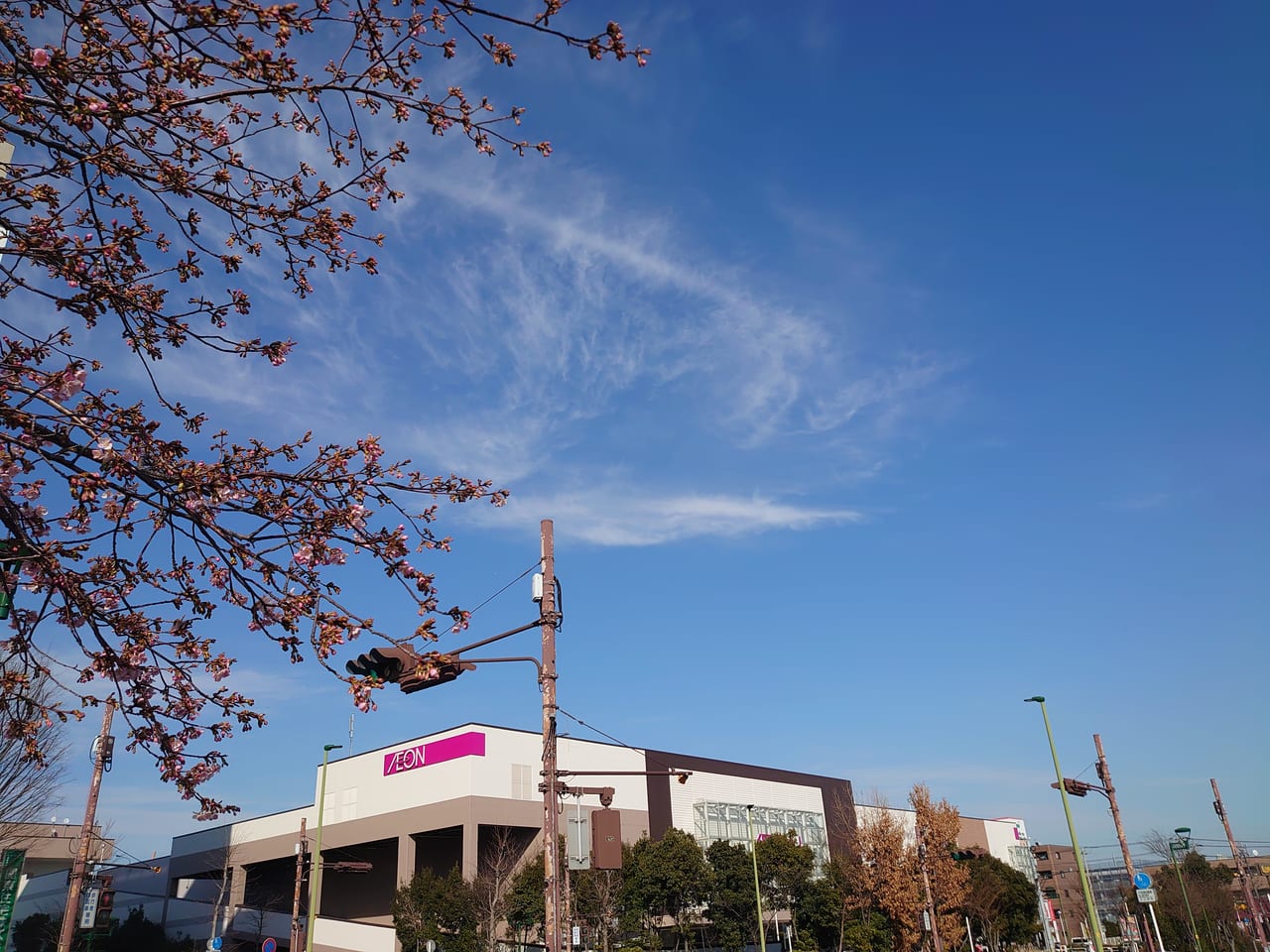 鎌ケ谷の河津桜_イオン