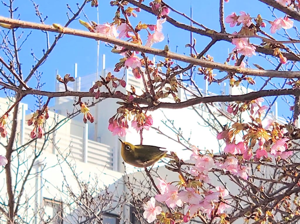 鎌ケ谷の河津桜_メジロ蜜吸い