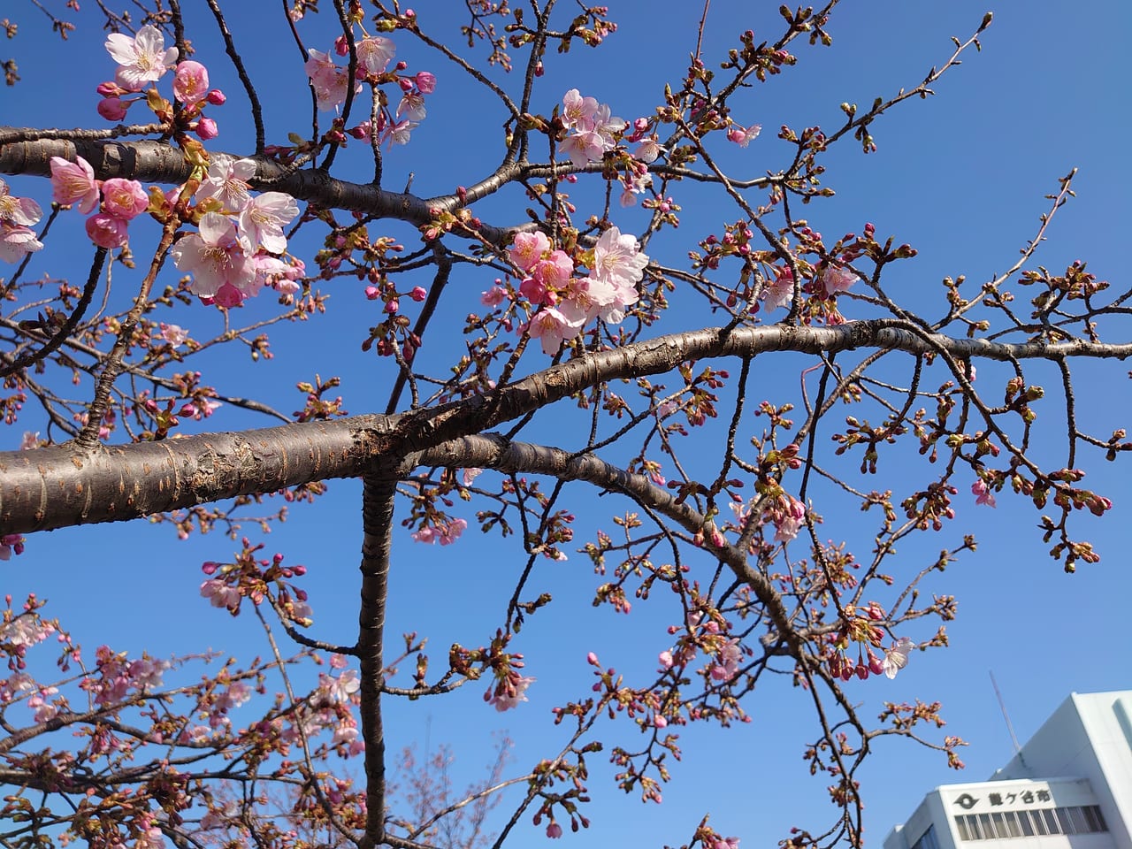 鎌ケ谷の河津桜_桜ズームアップ