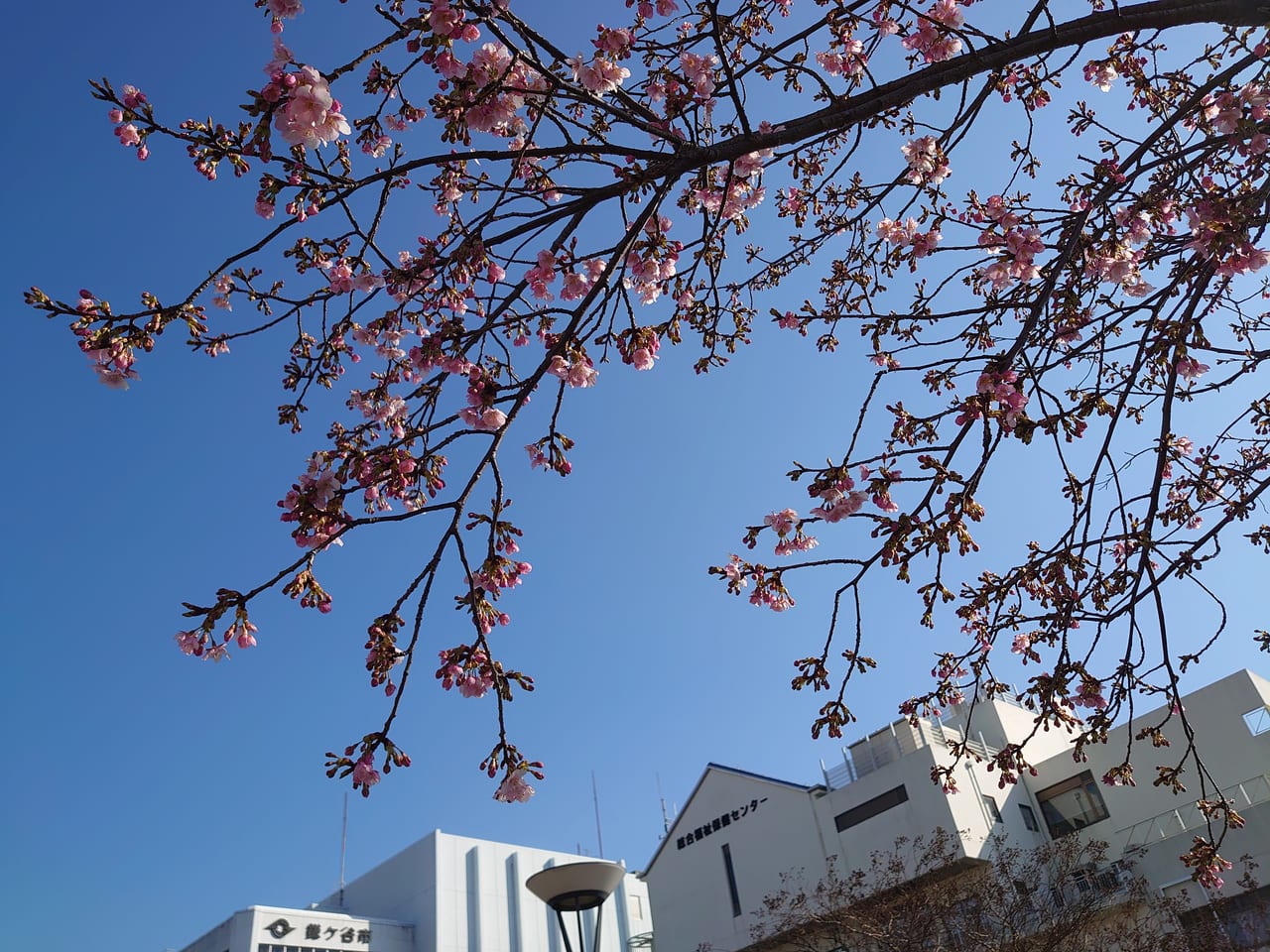 鎌ケ谷の河津桜_下から