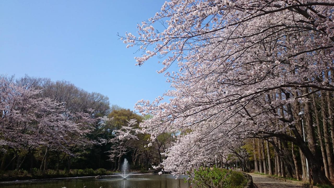 貝柄山公園_池の桜