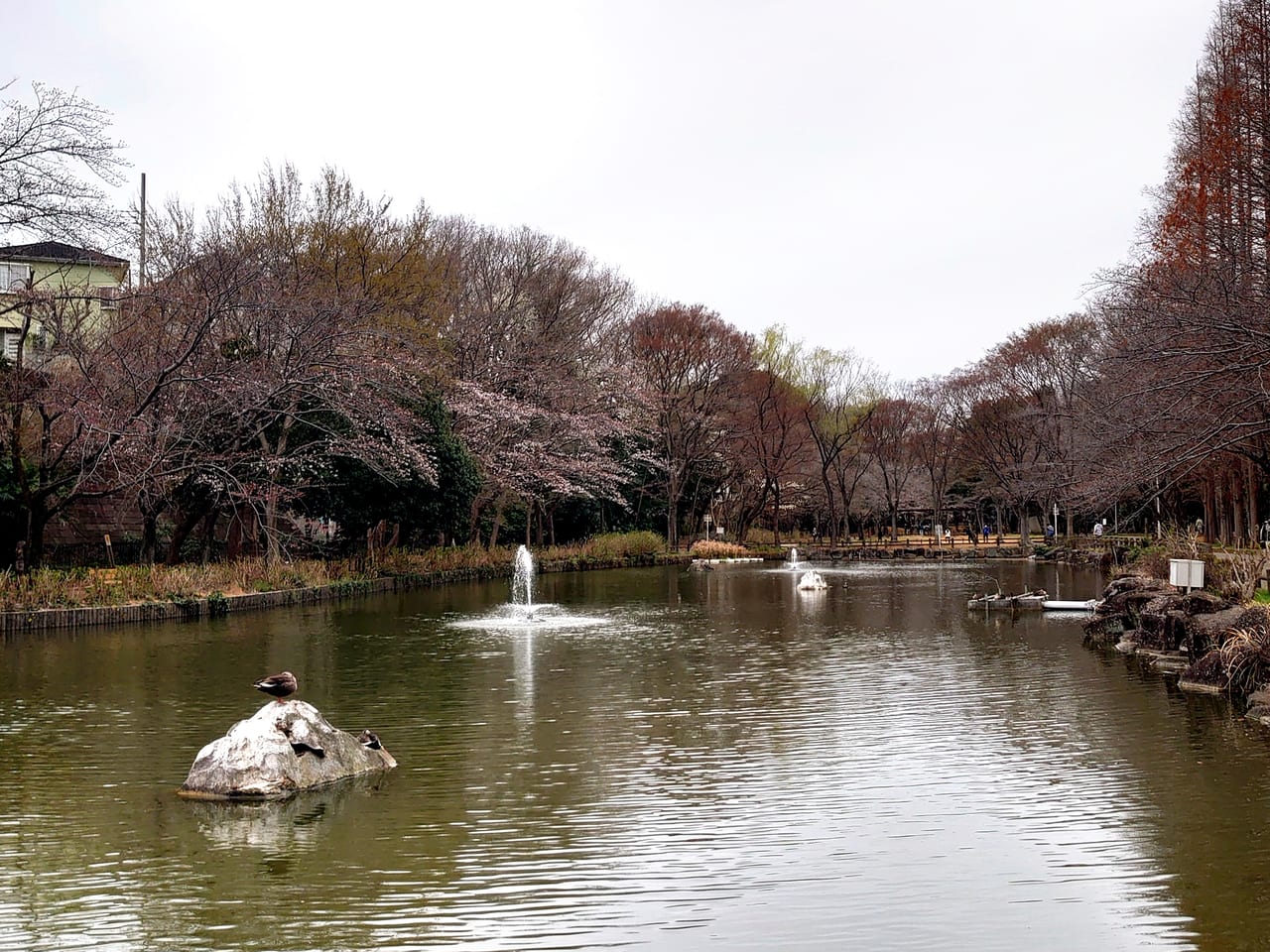 貝柄山公園_二分咲きの桜の木
