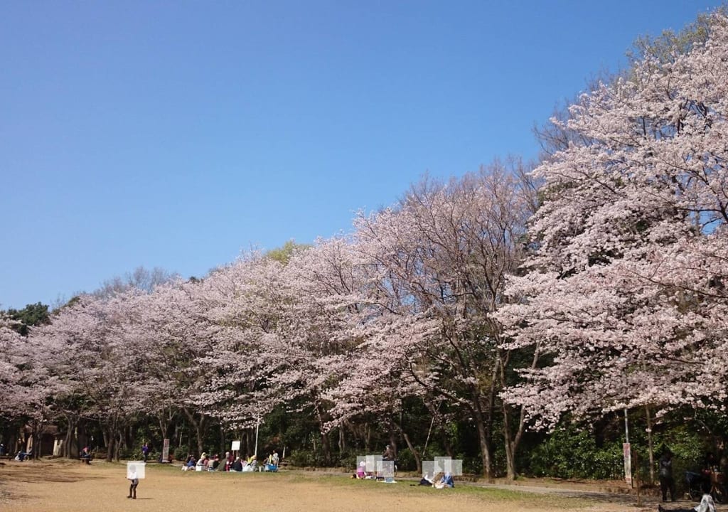 貝柄山公園_お花見ピクニック