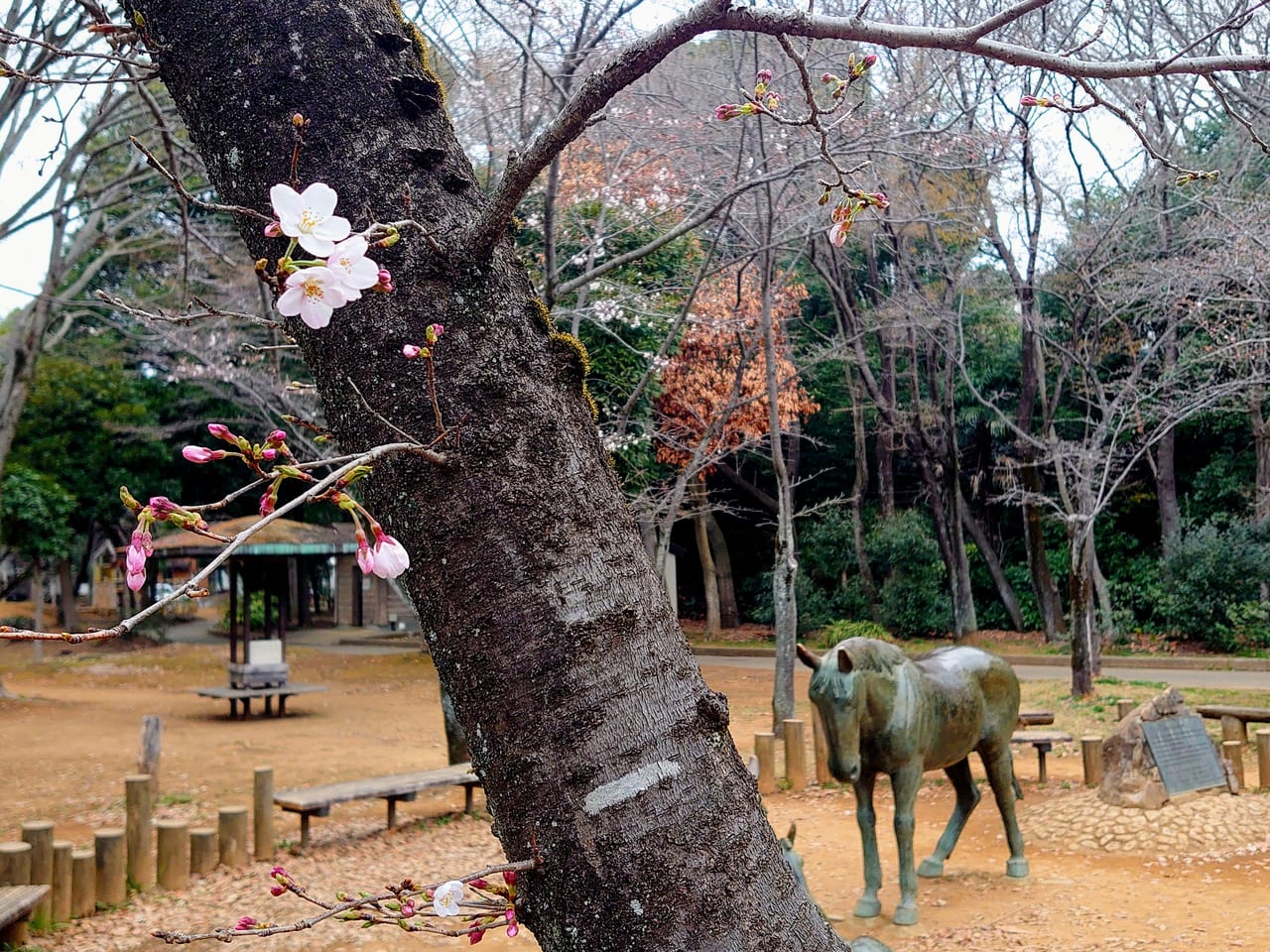 貝柄山公園_桜の花