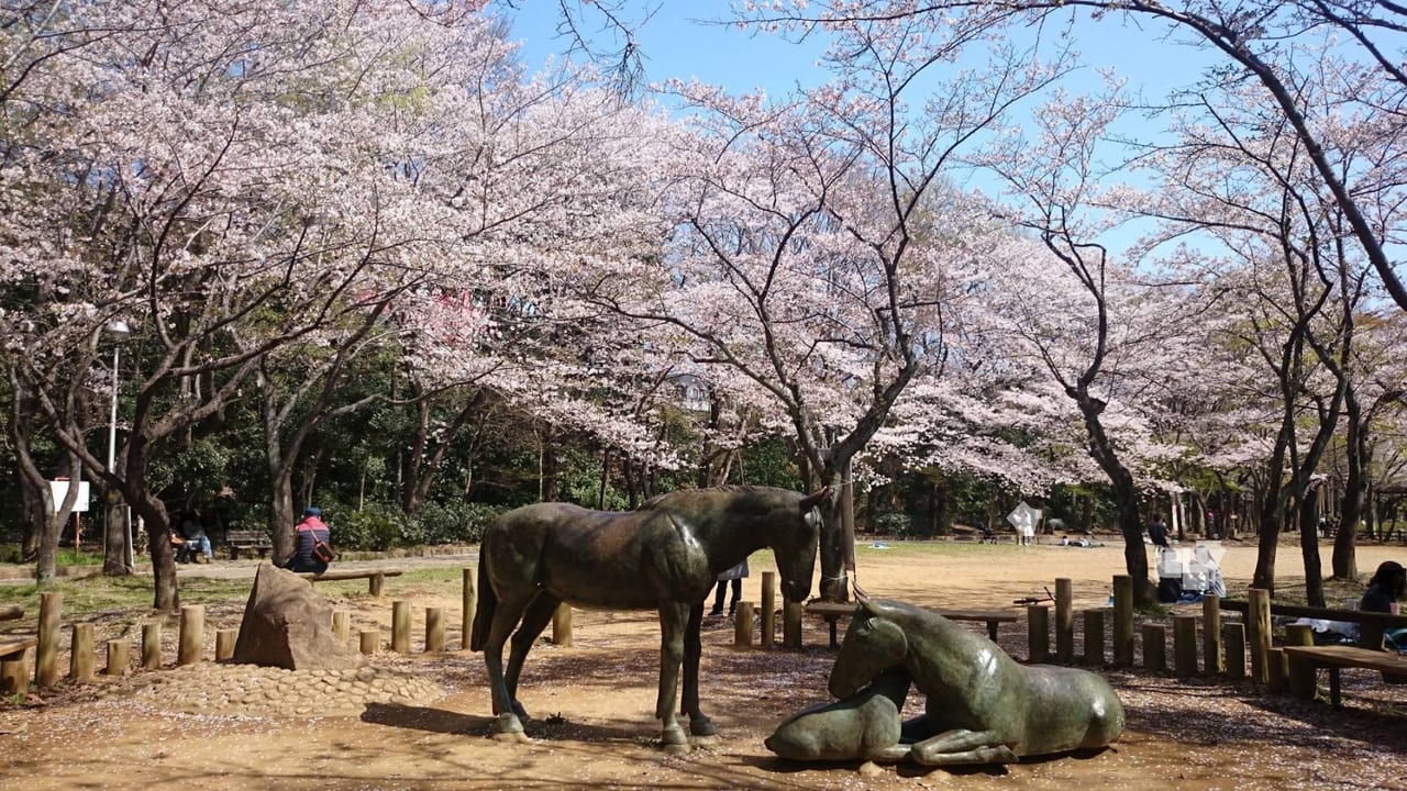 貝柄山公園_馬と桜