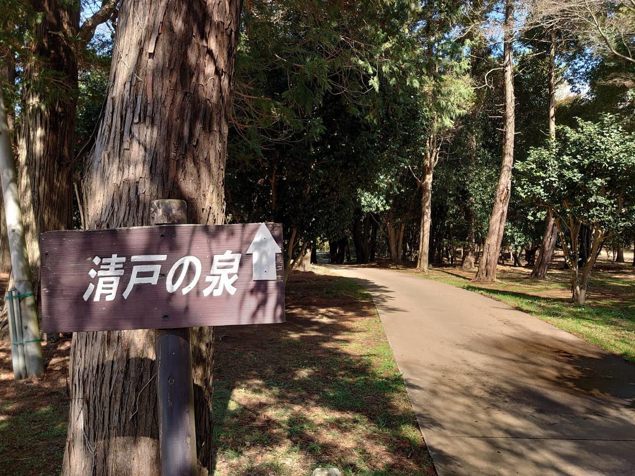 清戸の泉_泉矢印の先は林