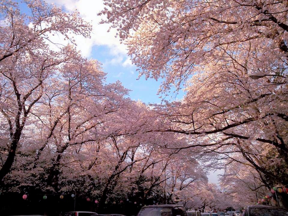 小林牧場_満開時の桜
