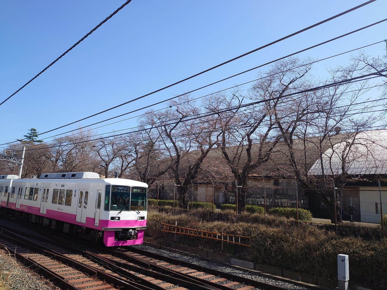 くぬぎ山駅桜_桜と電車