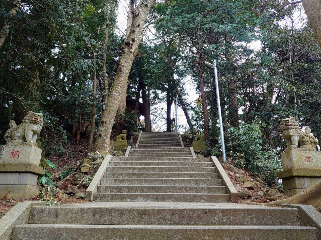 阿夫利神社_奥宮狛犬岡崎型