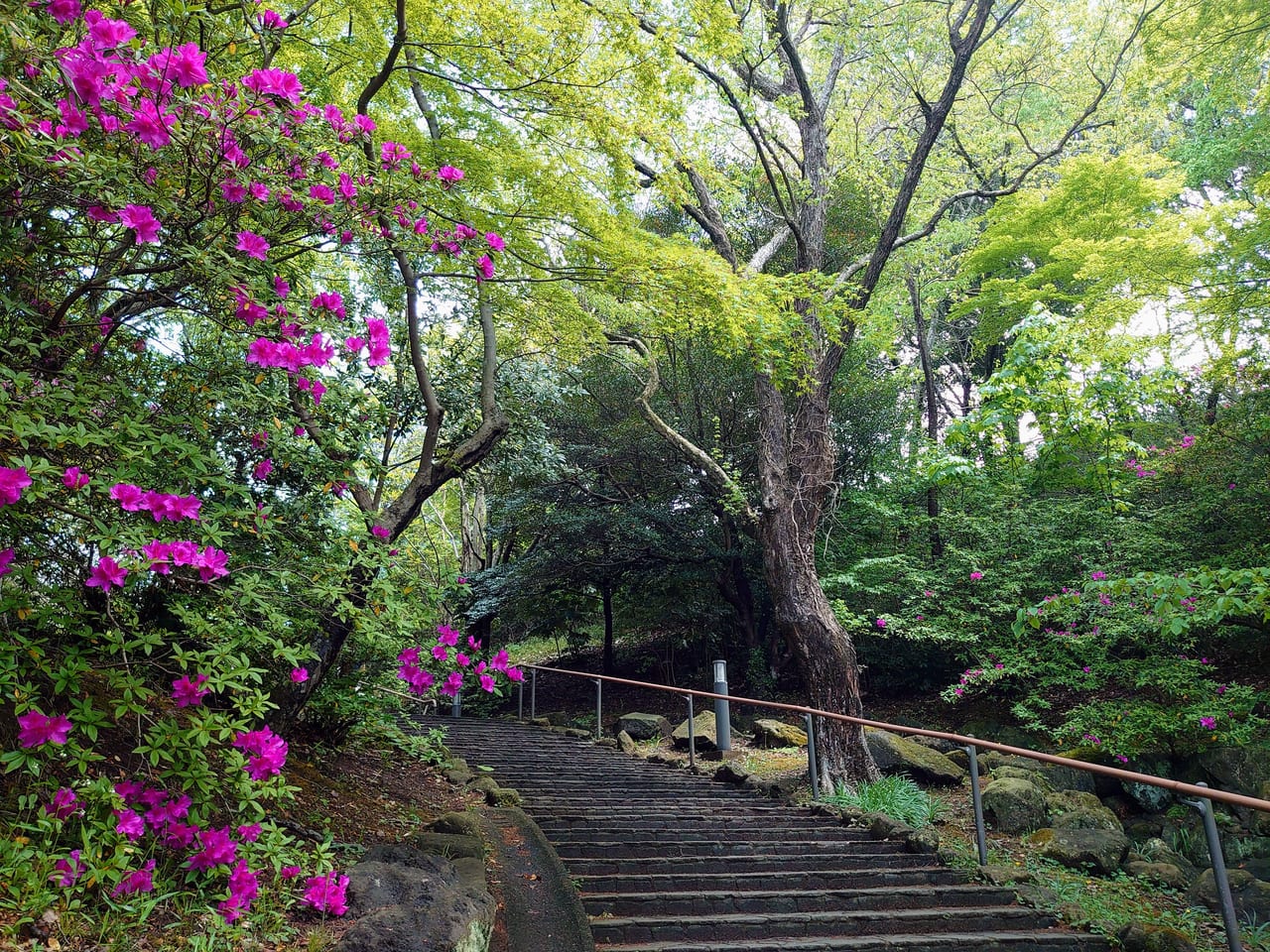 木下万葉公園藤の花_公園階段