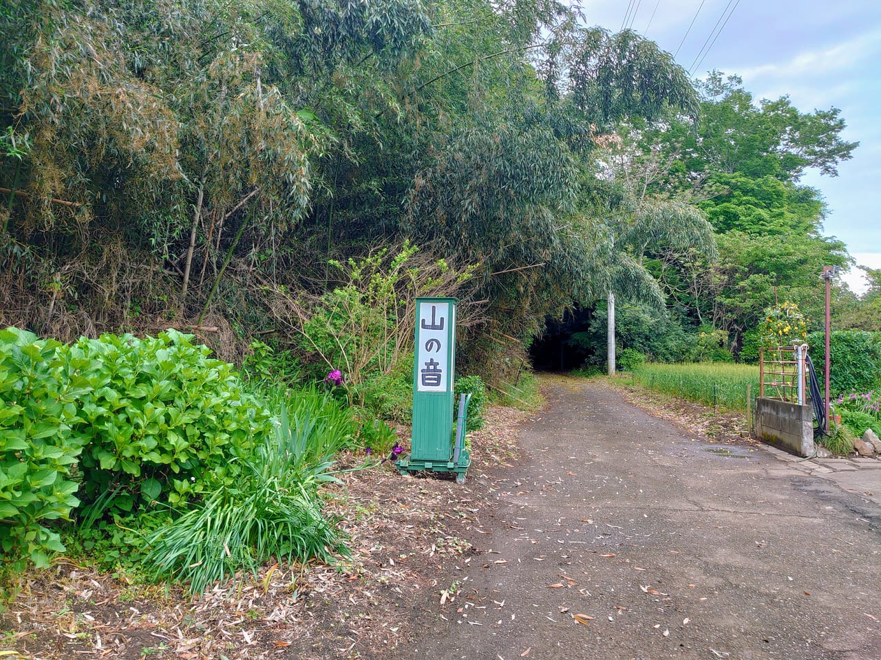 アートカフェ山の音_看板