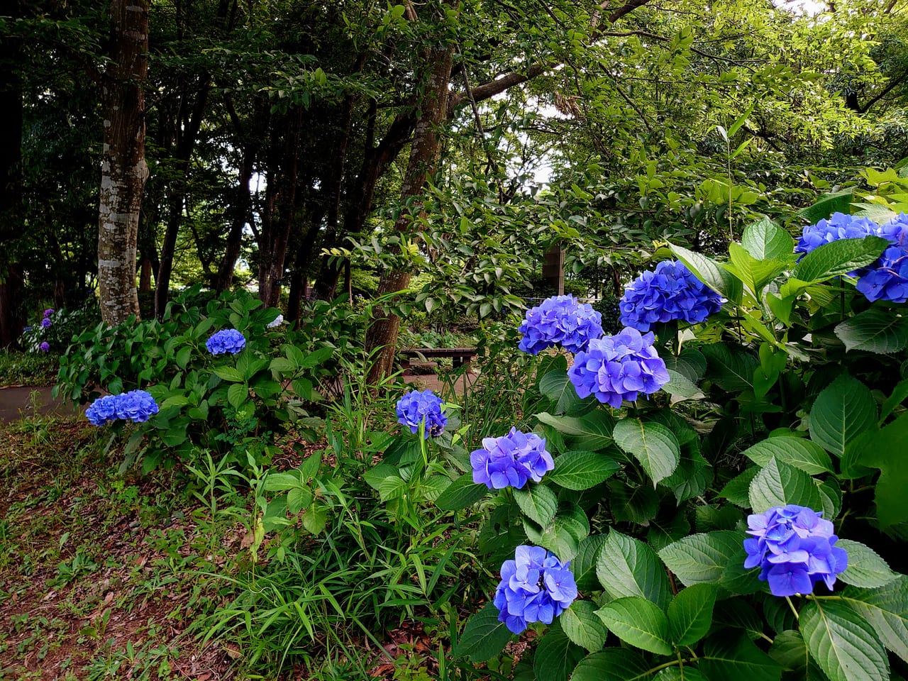 花の丘公園_あじさい青1