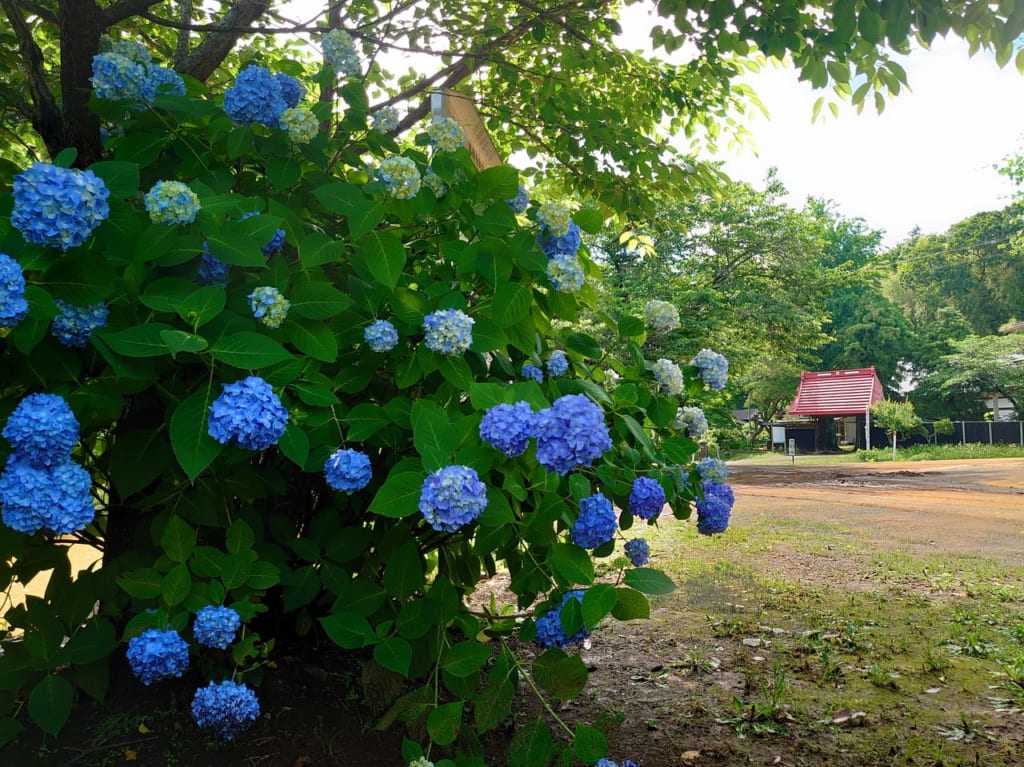 結縁寺_あじさい青色