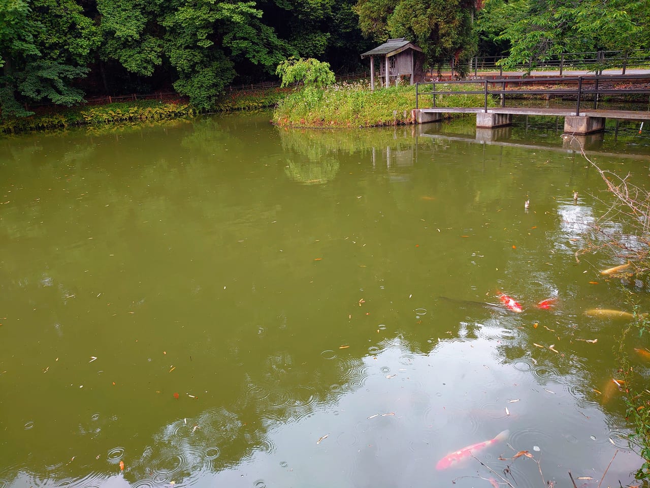 結縁寺_弁天池