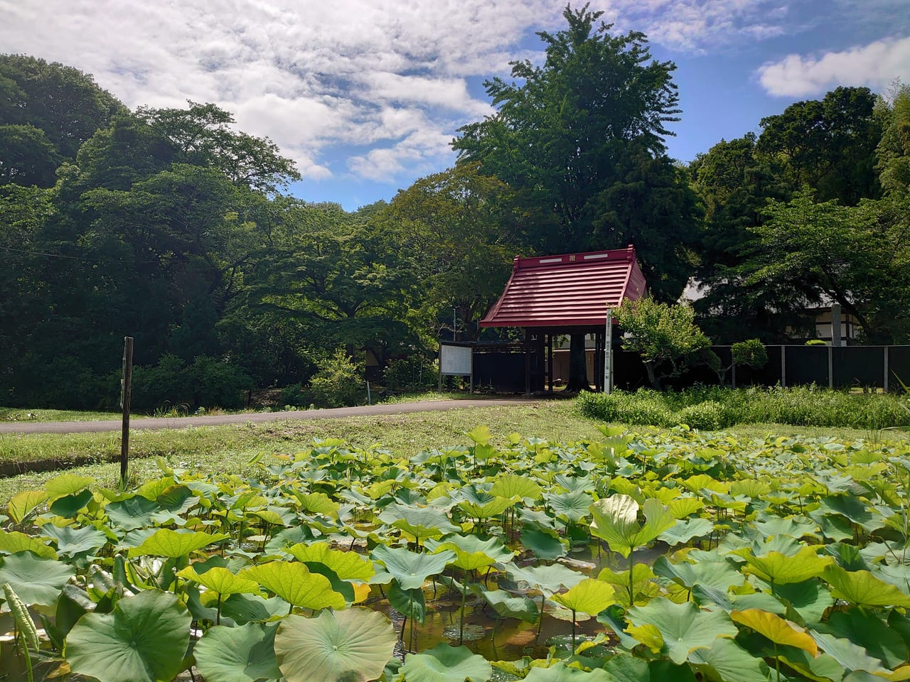 結縁寺_花井戸の蓮