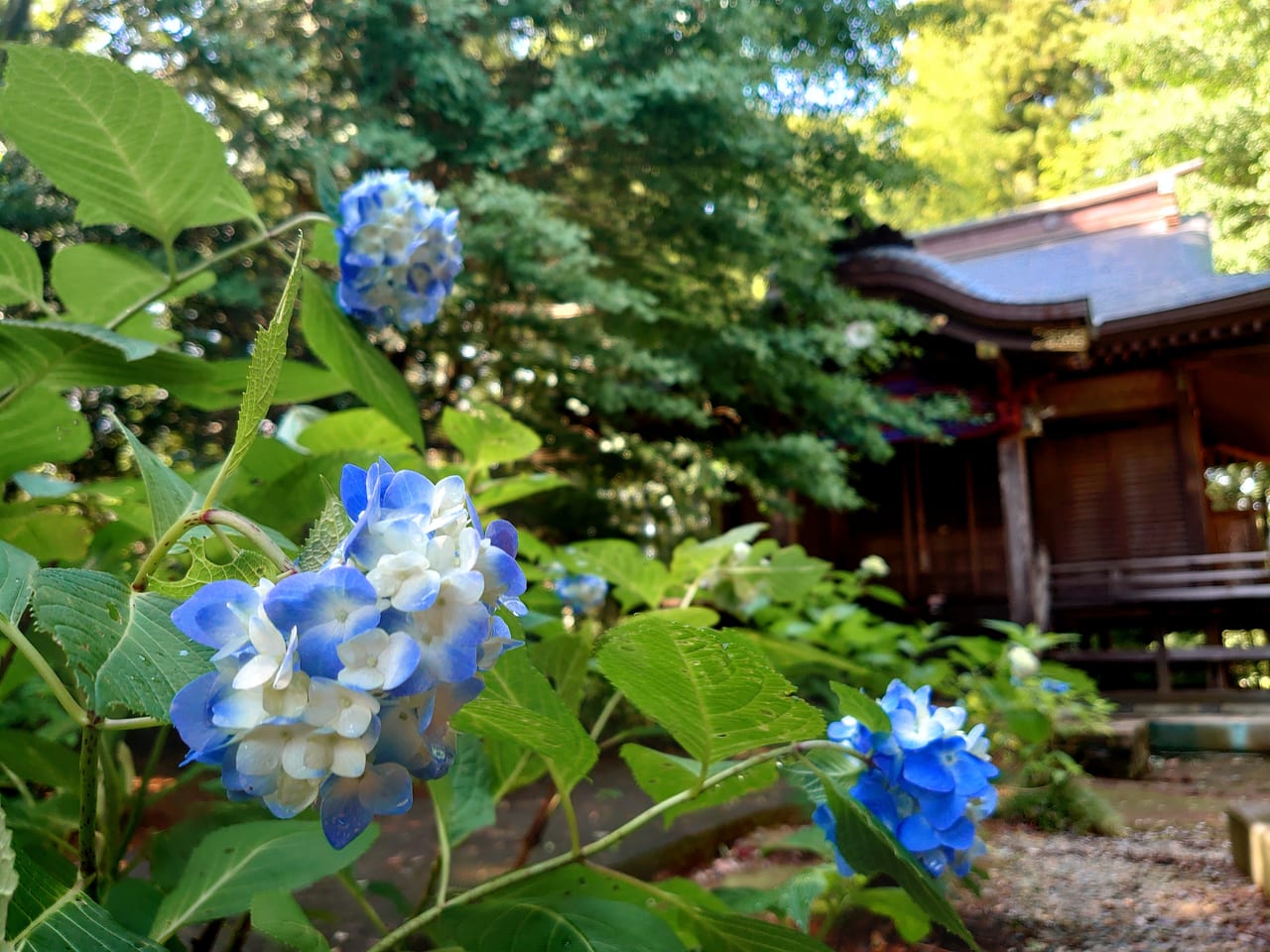 松虫寺あじさい_松虫姫神社