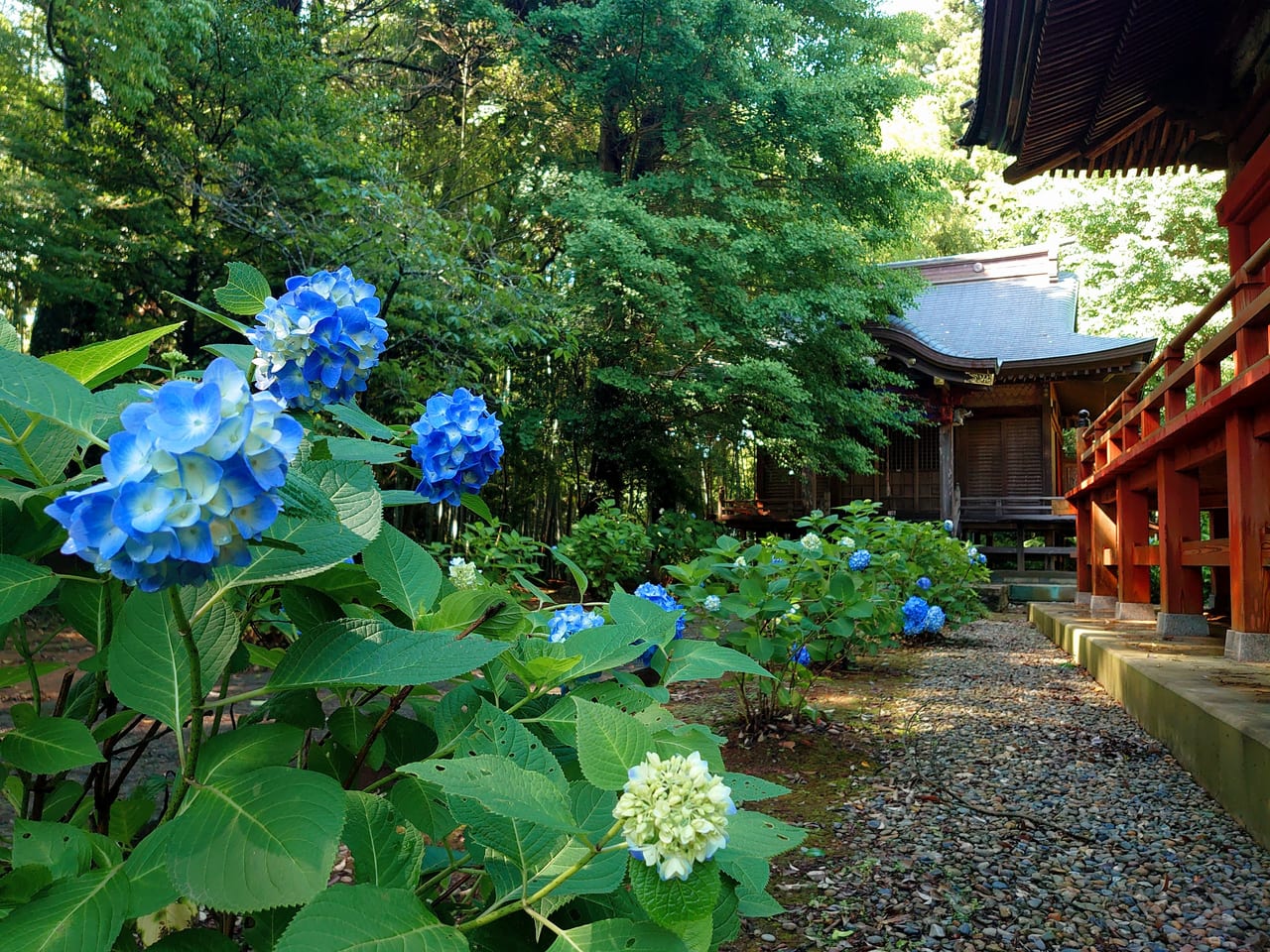 松虫寺あじさい_松虫姫神社参道