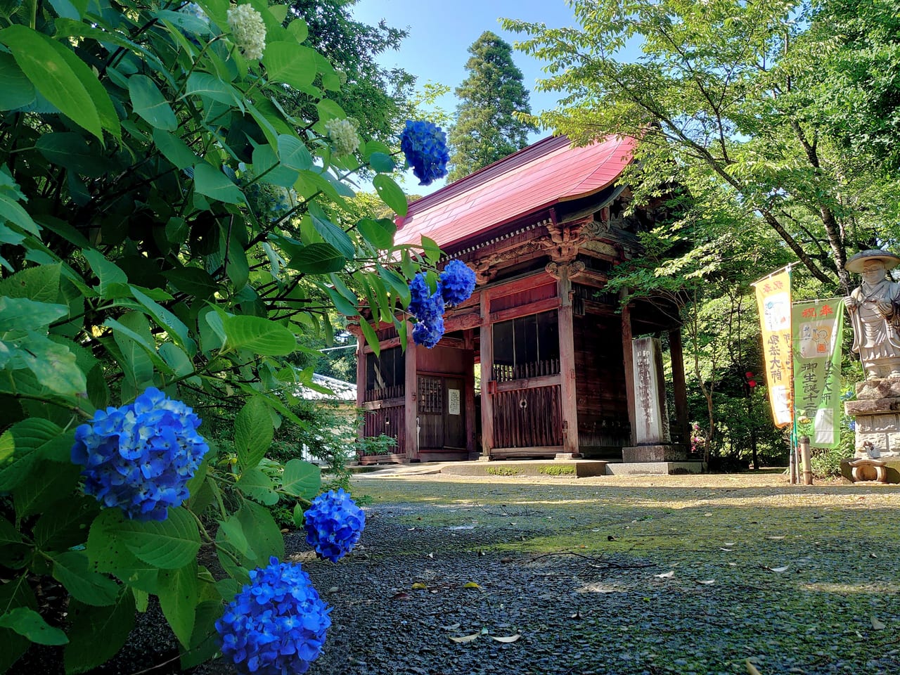 松虫寺あじさい_山門とあじさい