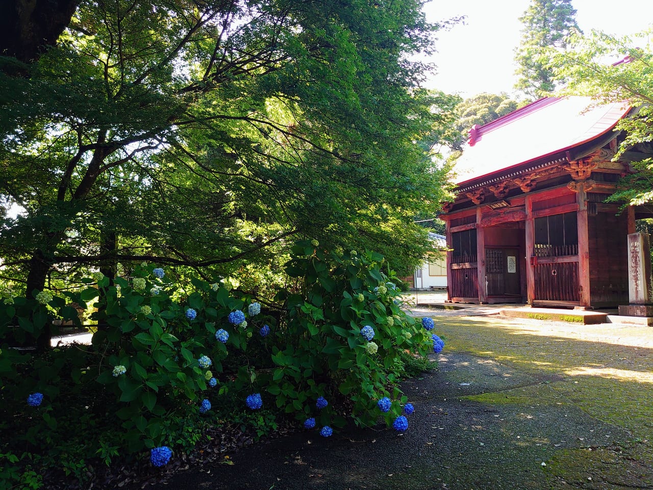 松虫寺あじさい_側道あじさい