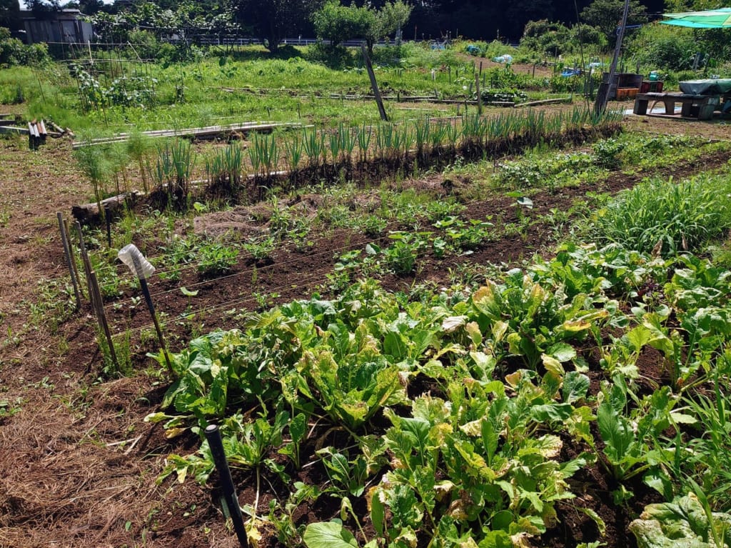 【鎌ケ谷市】鎌ケ谷で唯一の水田「かば田んぼ」で案山子(かかし)コンテスト開催!参加者募集中です! | 号外NET 鎌ケ谷市・白井市・印西市