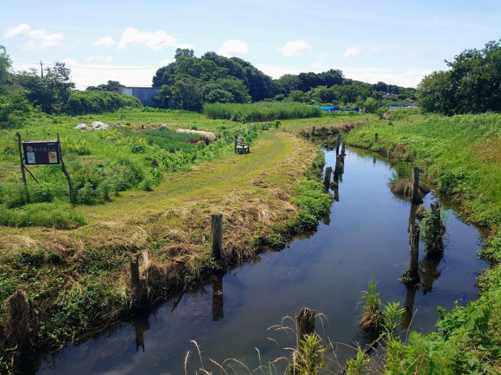 かば田んぼ_大津川