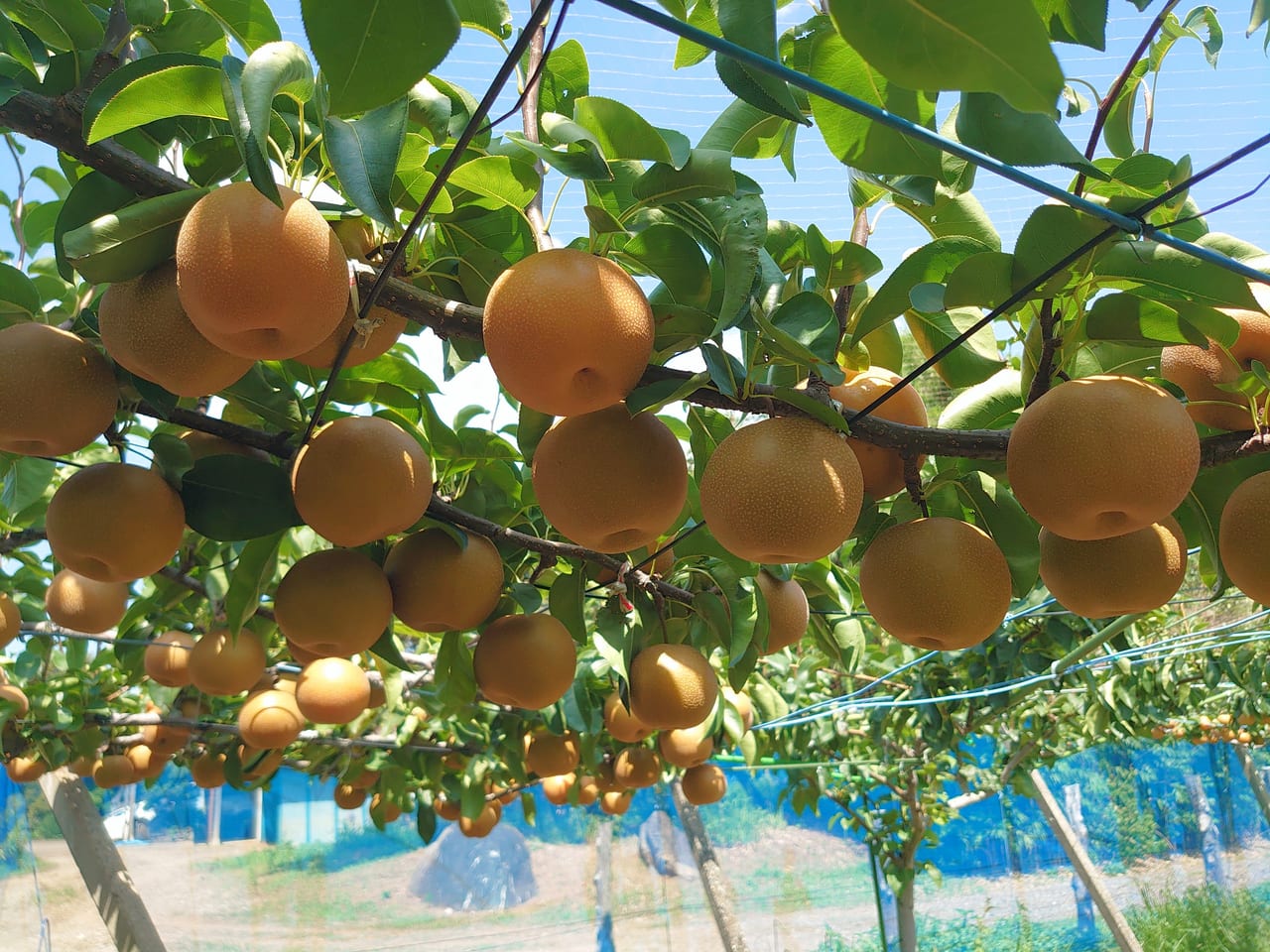 鈴木果樹園_梨畑２