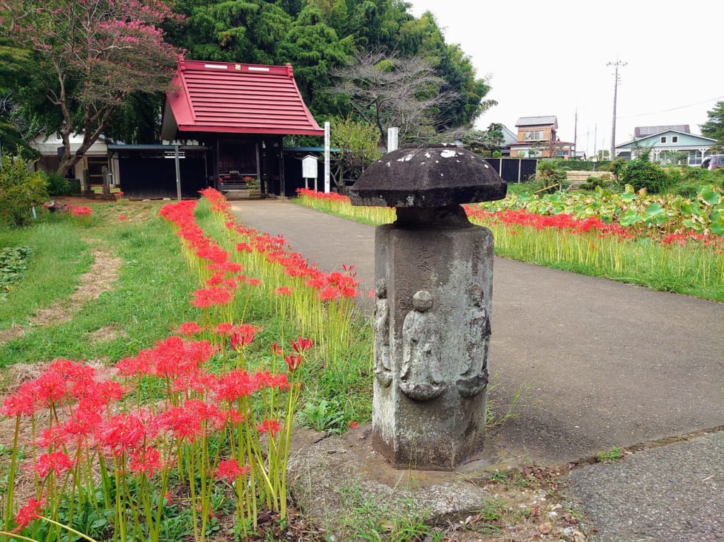 結縁寺彼岸花_石塔横