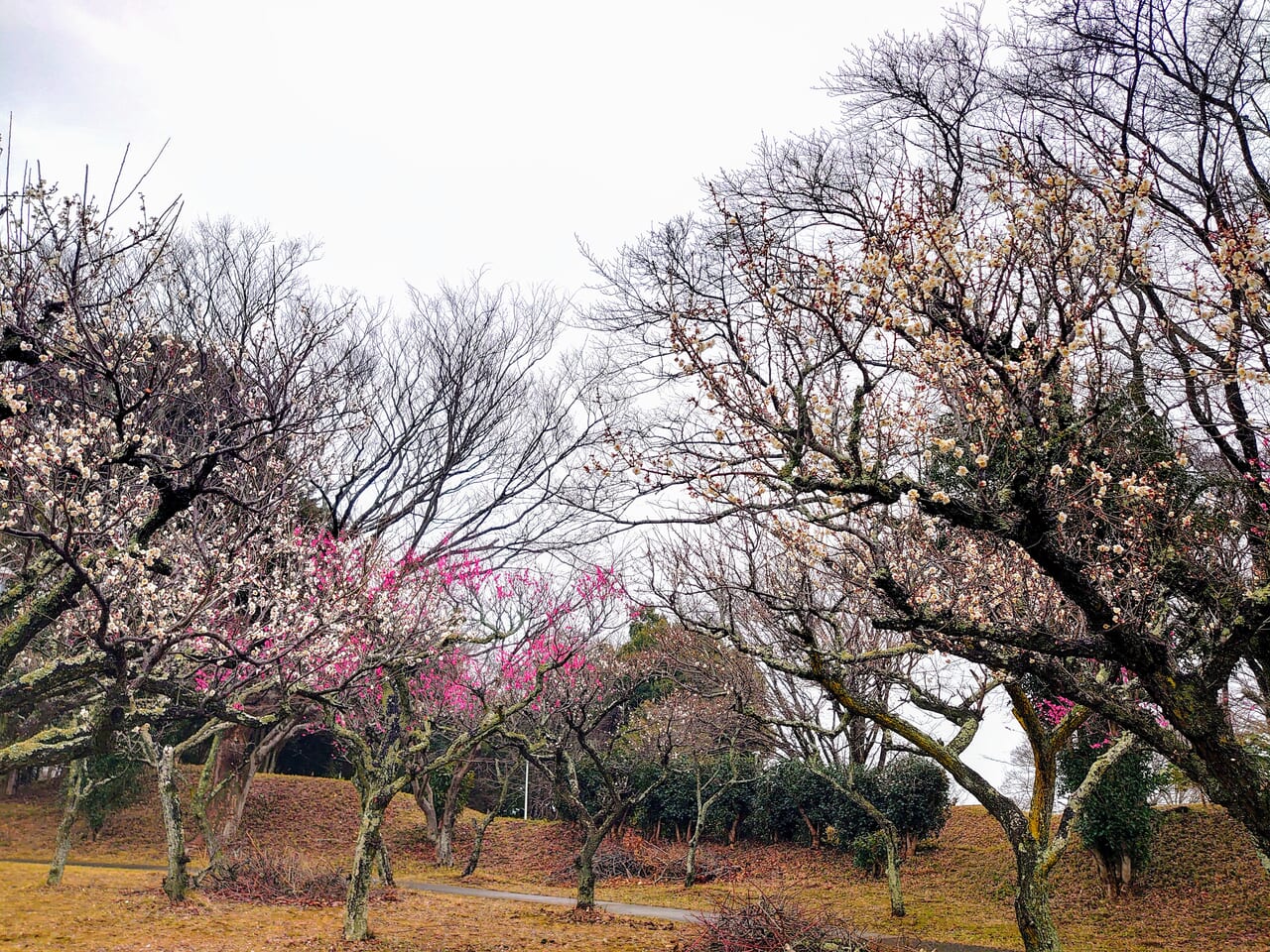 印旛沼公園梅の花_梅の花１