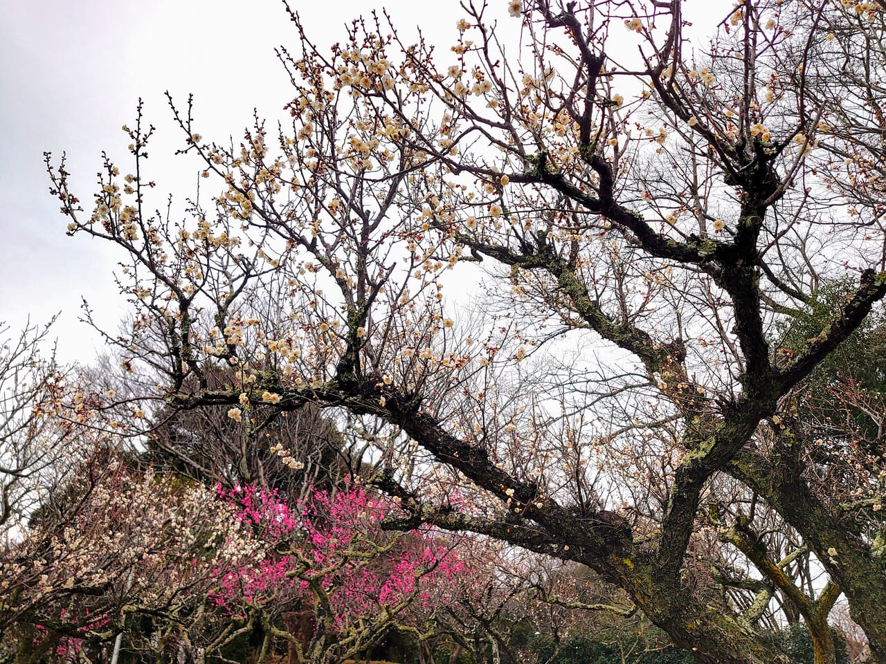 印旛沼公園梅の花_梅の花２