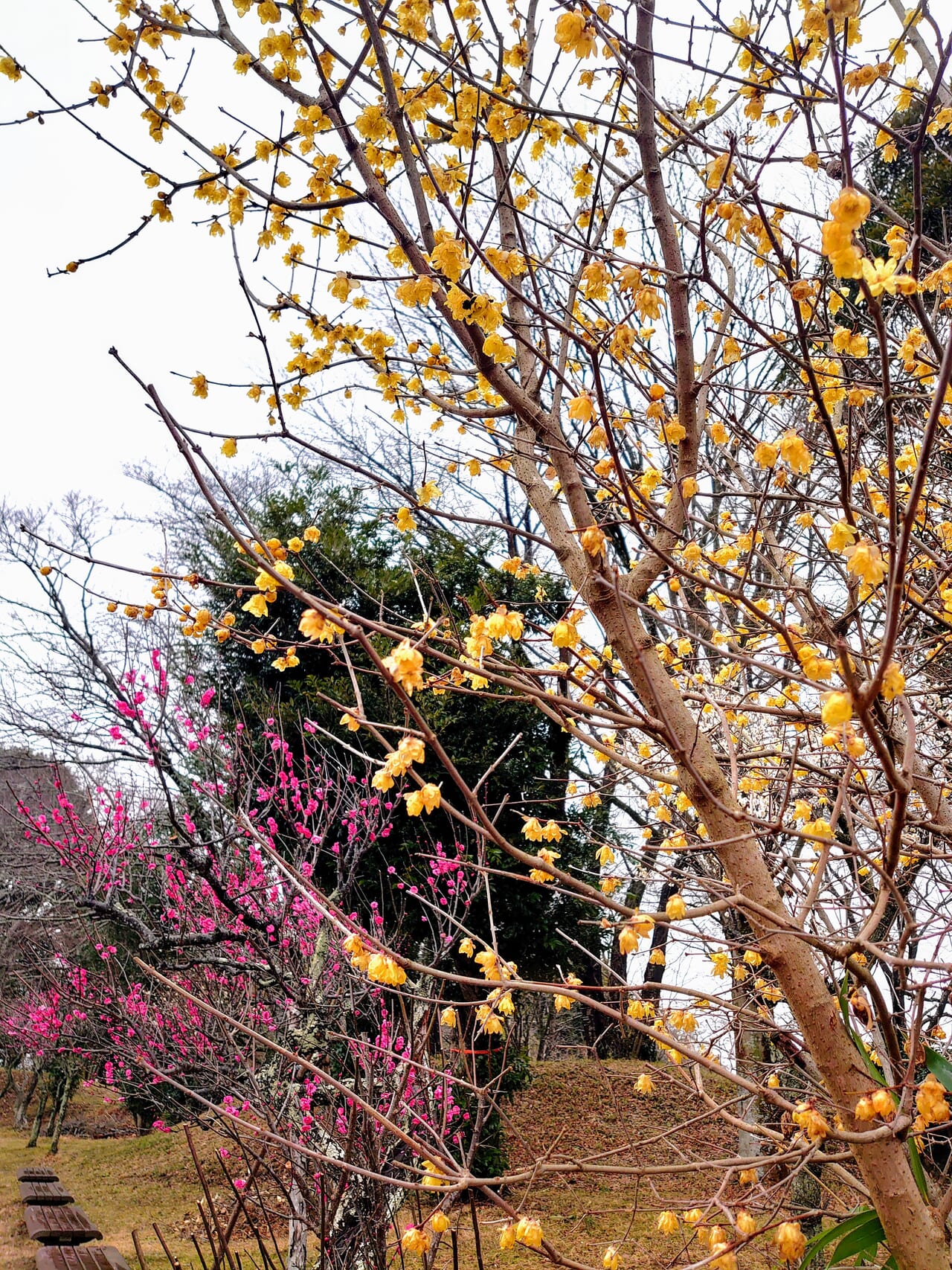 印旛沼公園梅の花_梅の花３