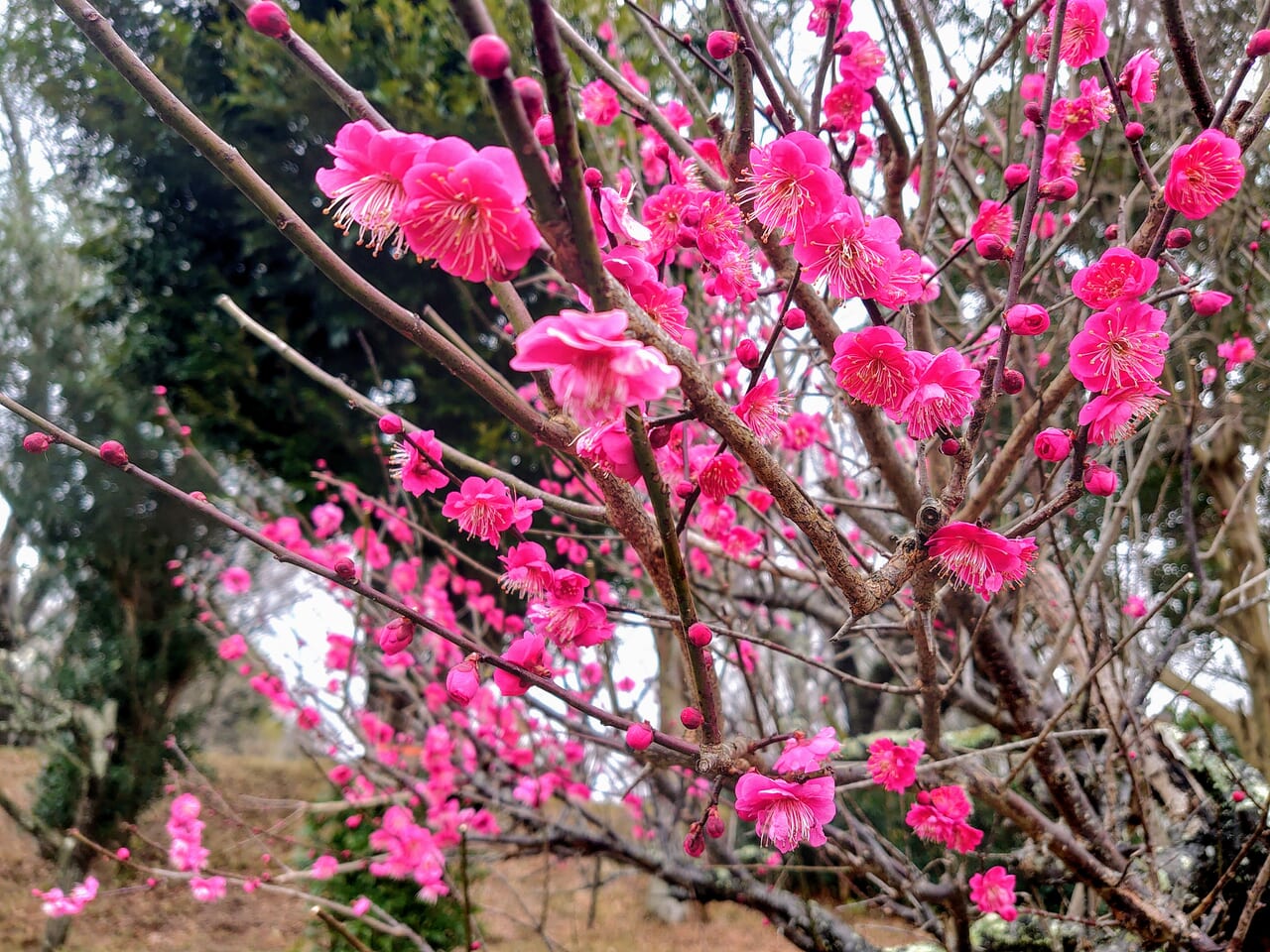 印旛沼公園梅の花_梅の花５