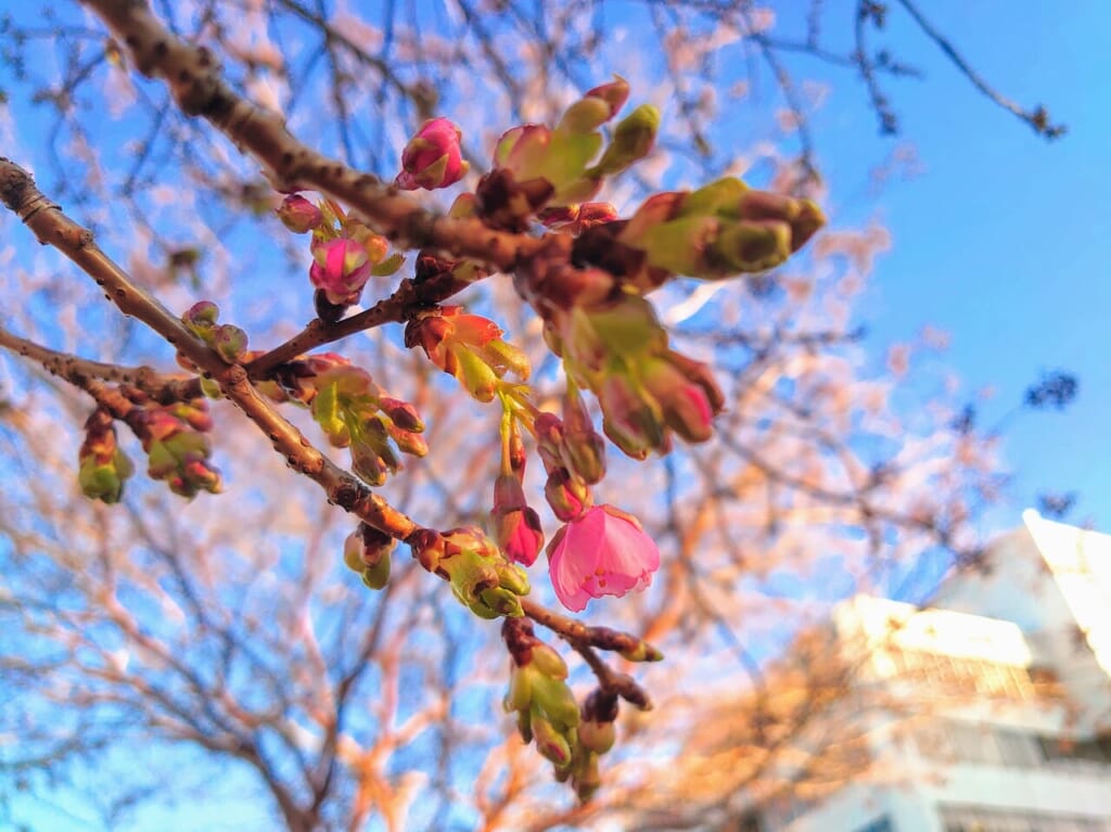 鎌ケ谷河津桜2024_一輪