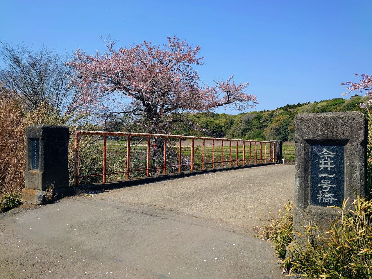 今井の桜_橋