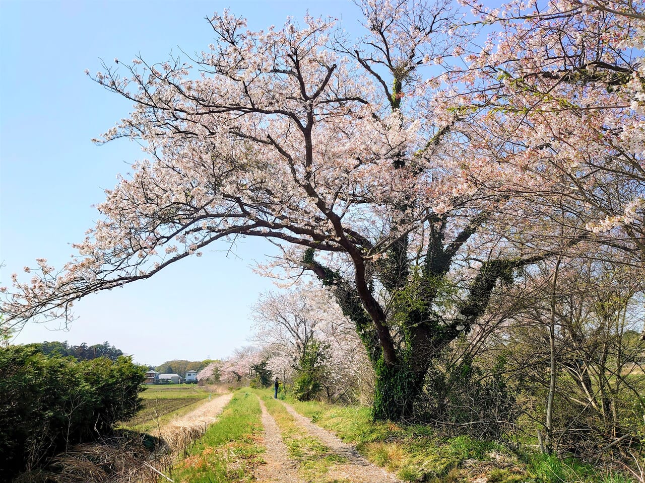 今井の桜_桜２