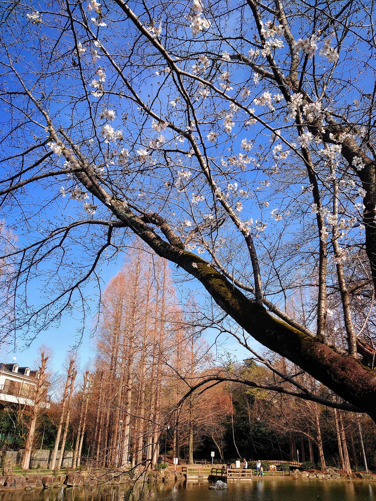 貝柄山公園2024_池と桜