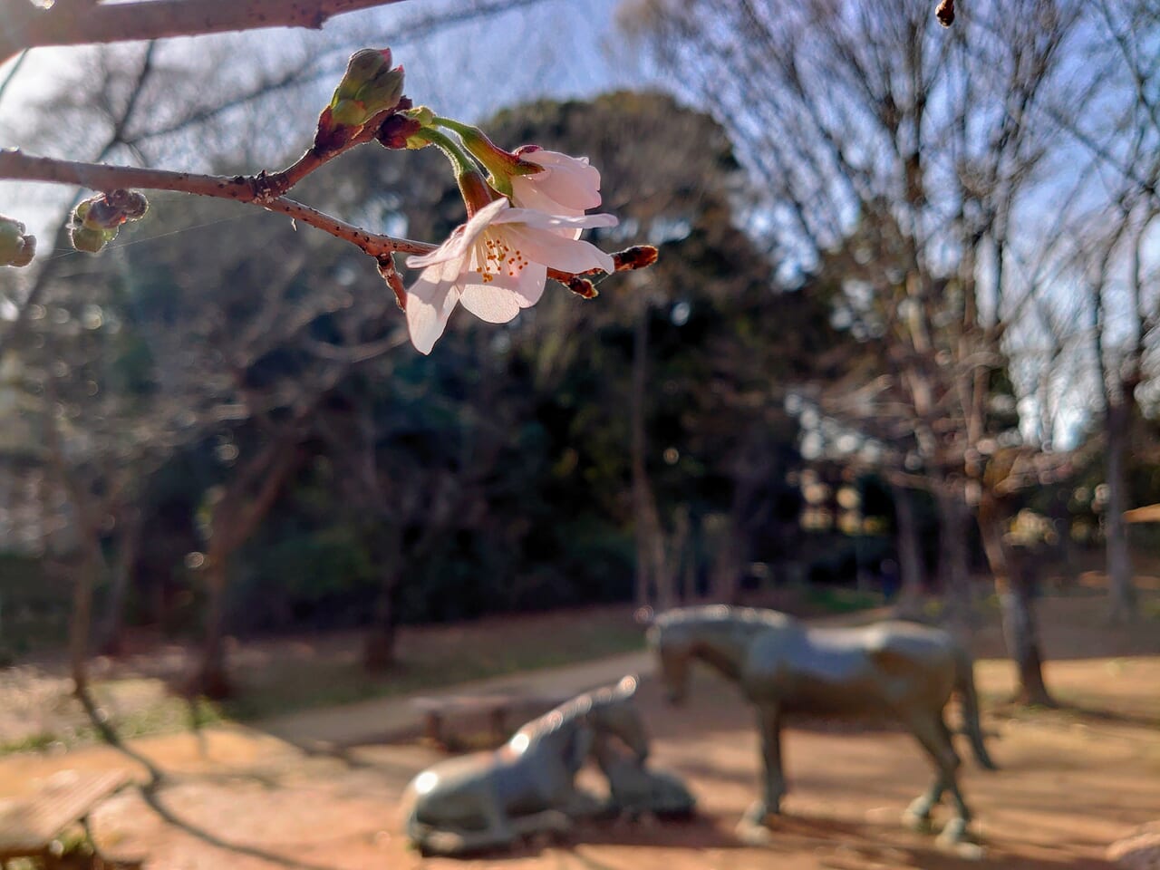 貝柄山公園2024_馬と桜