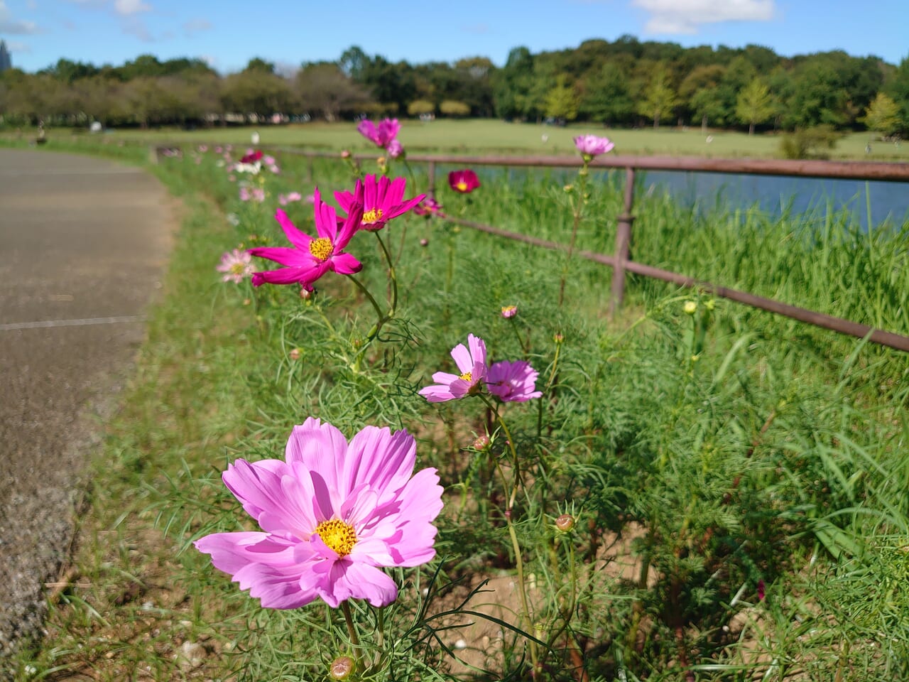 花の丘公園コスモス_コスモス１