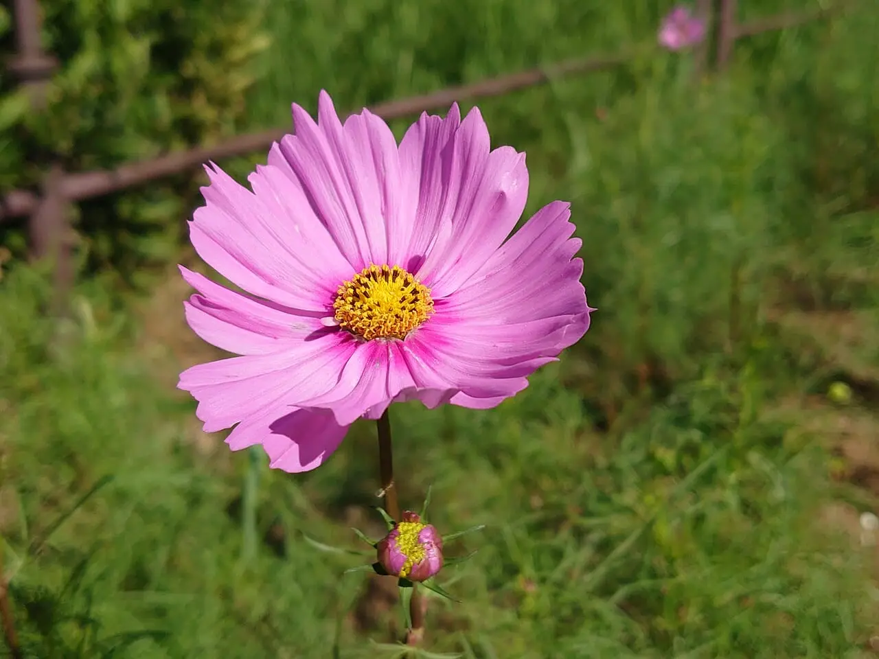 花の丘公園コスモス_コスモス２