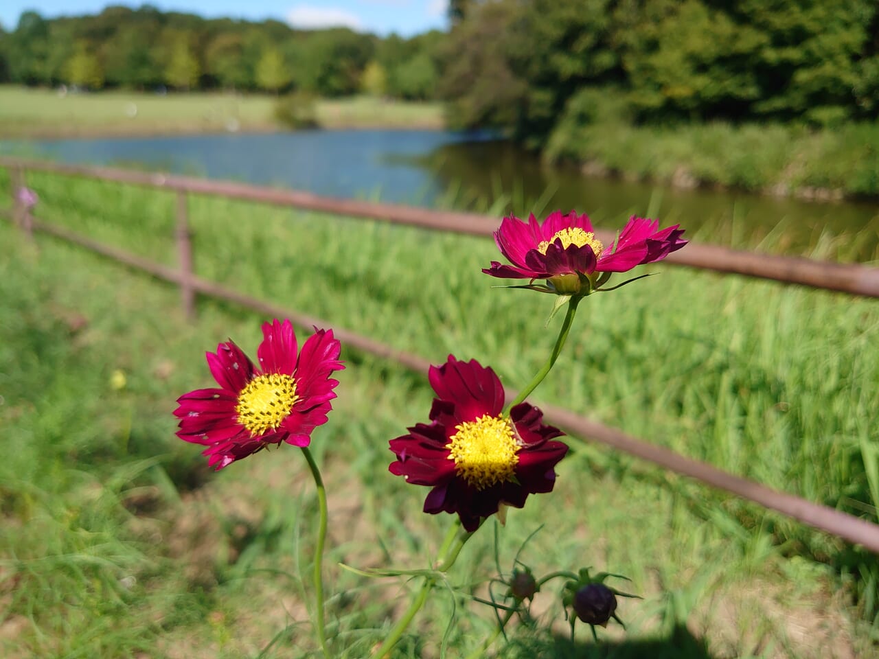 花の丘公園コスモス_コスモス３