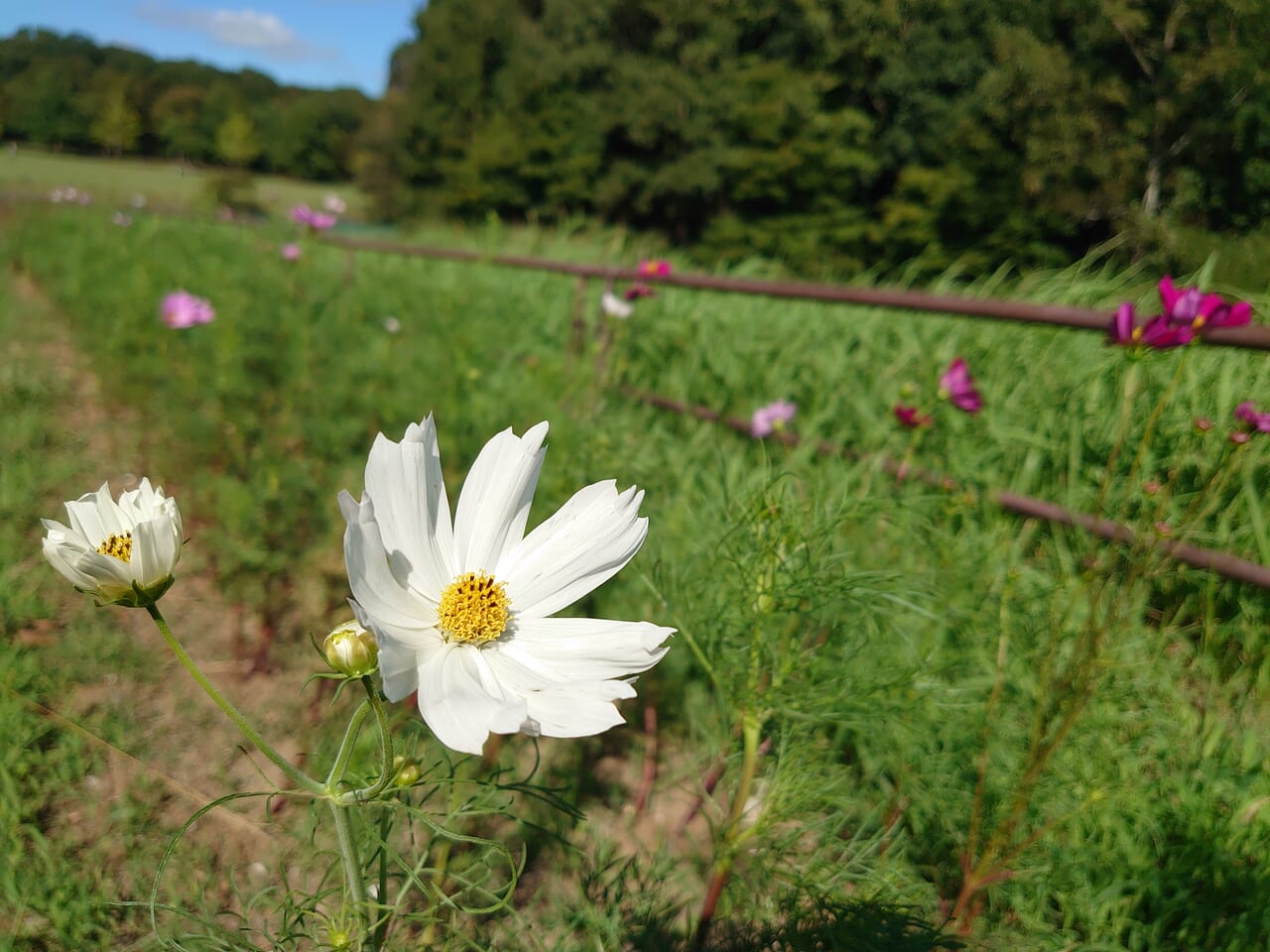 花の丘公園コスモス_コスモス４