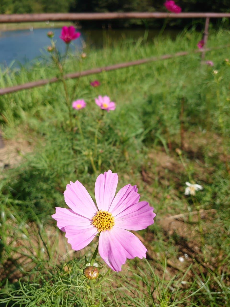 花の丘公園コスモス_コスモス５