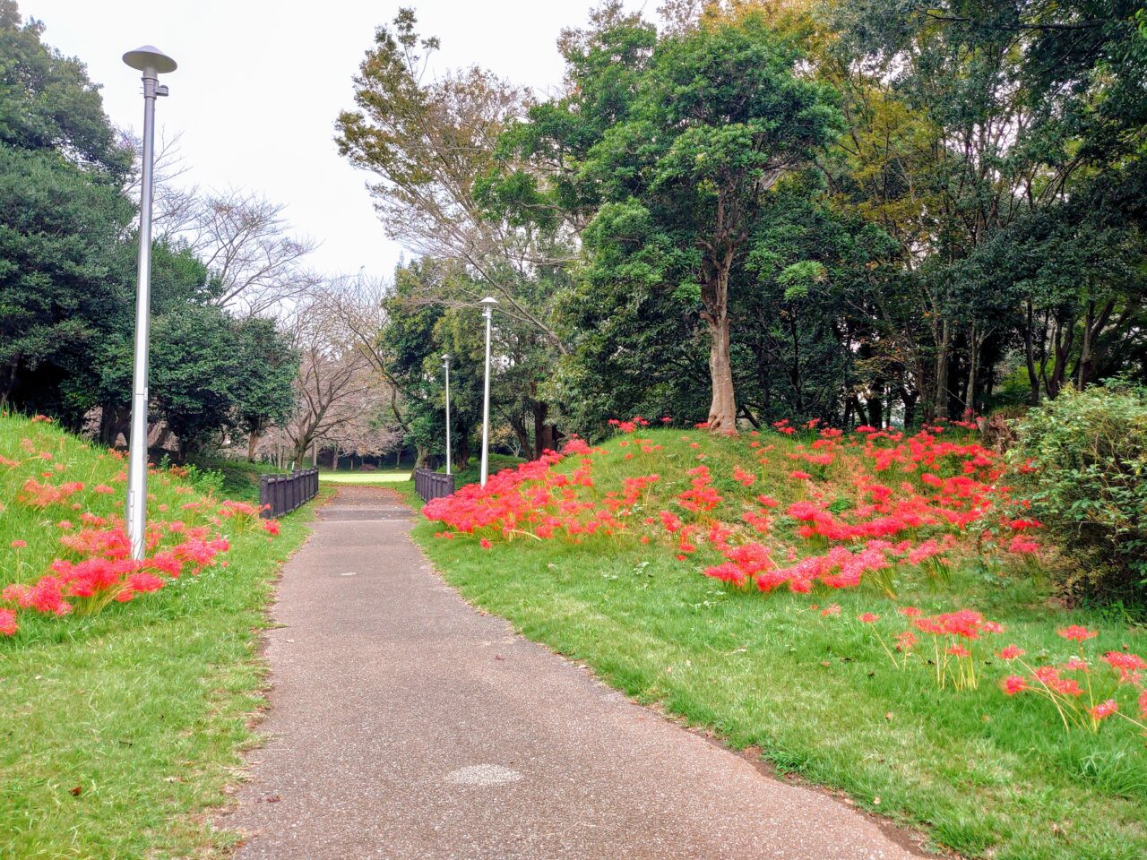 印旛沼公園彼岸花_彼岸花１