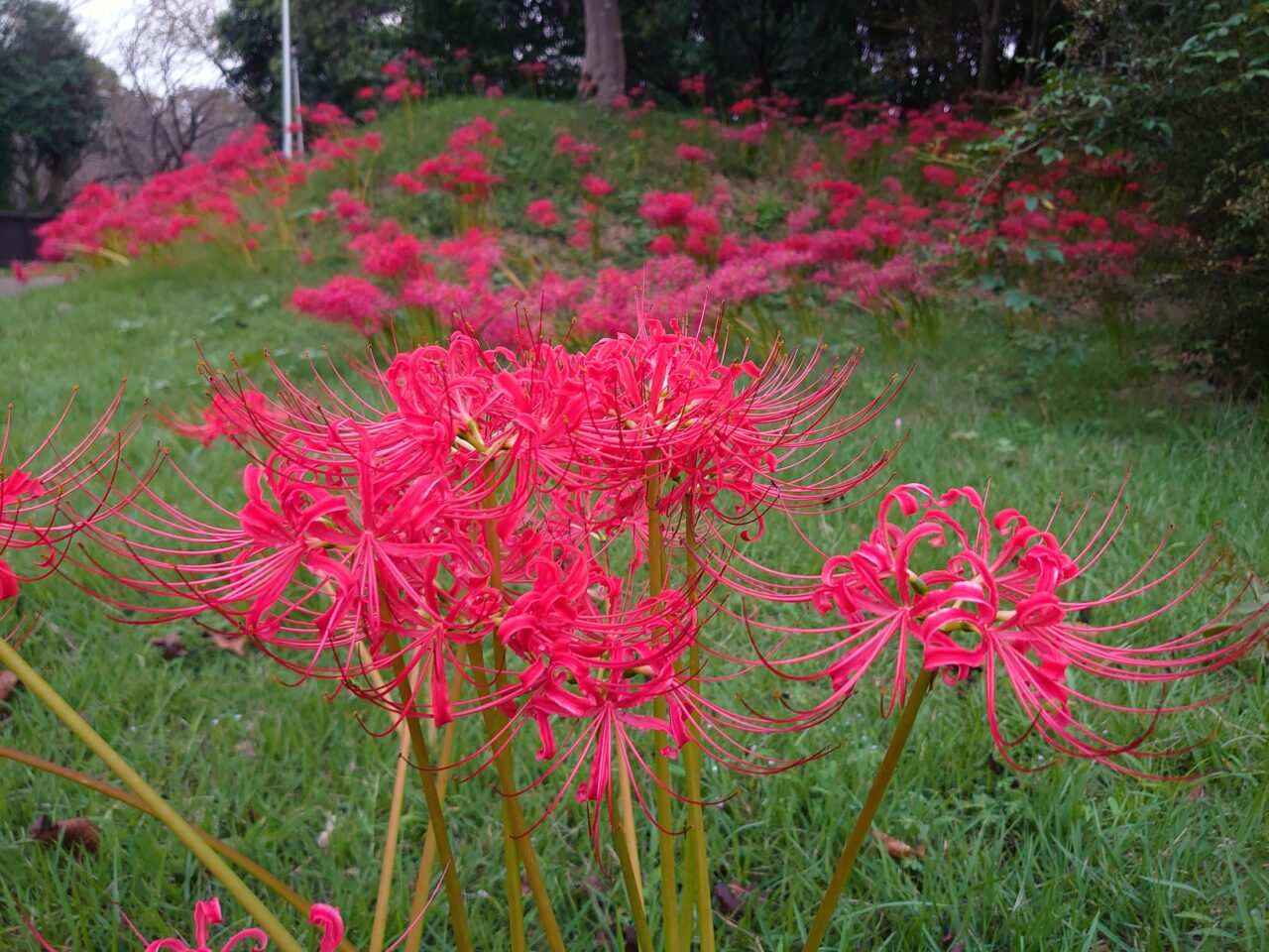 印旛沼公園彼岸花_彼岸花２