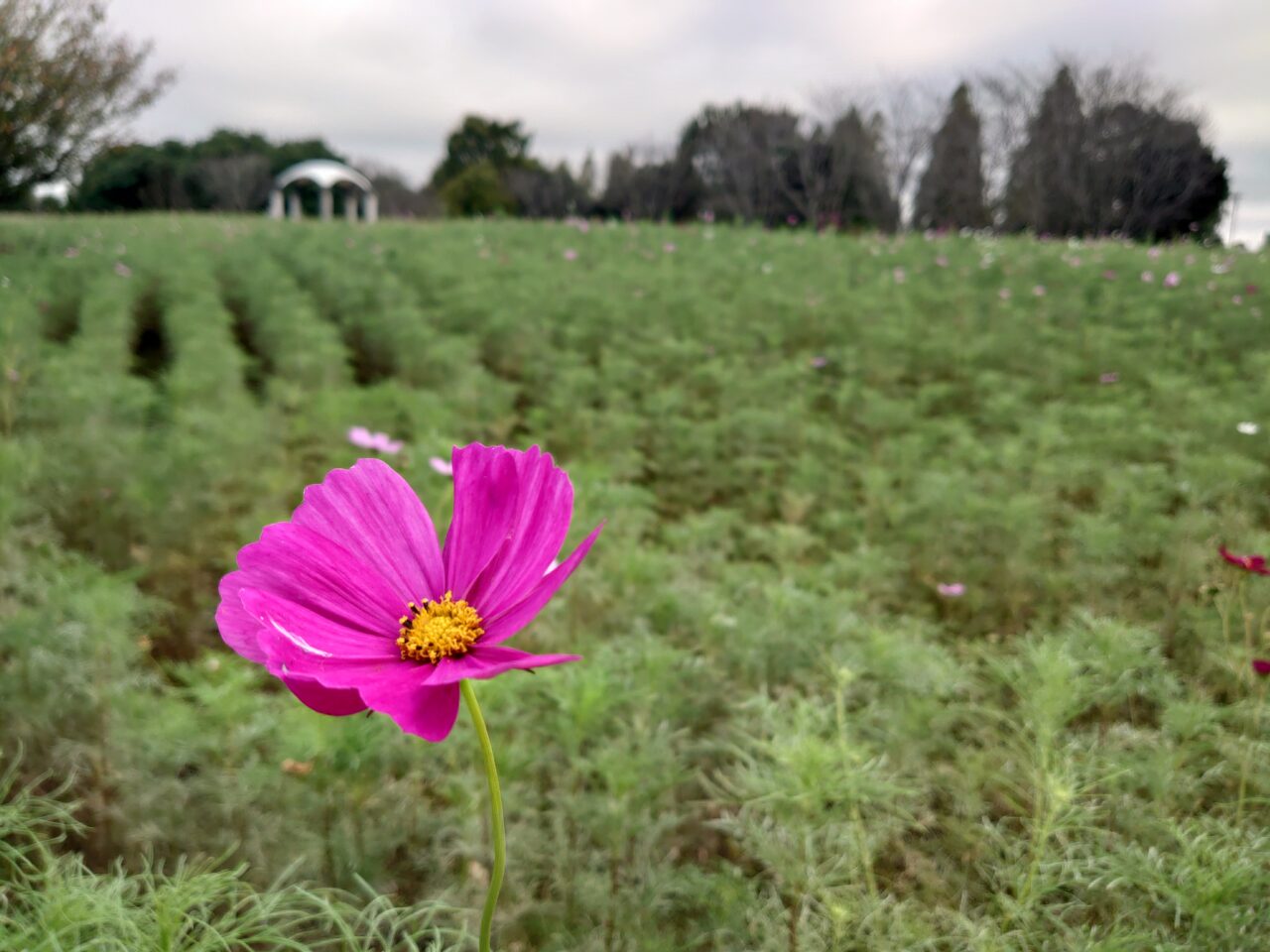 牧の原公園コスモス_コスモス１