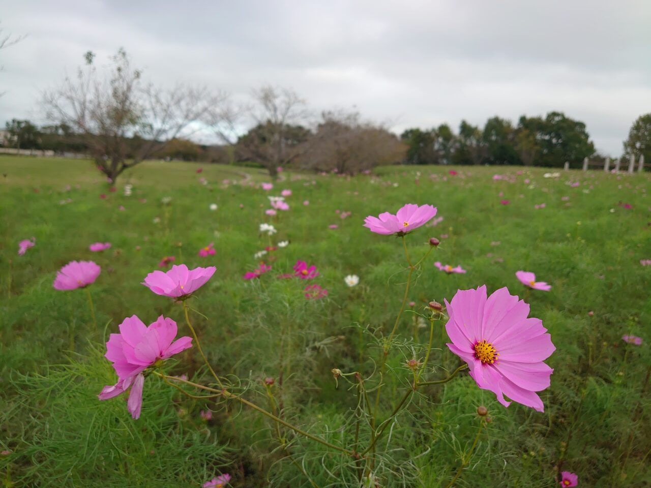 牧の原公園コスモス_コスモス３