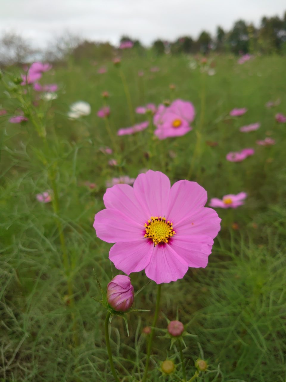 牧の原公園コスモス_コスモス４