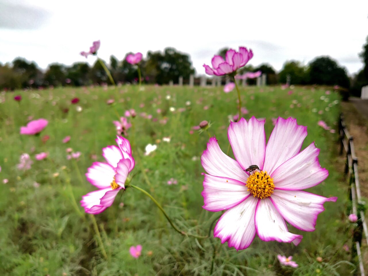 牧の原公園コスモス_コスモス６-２