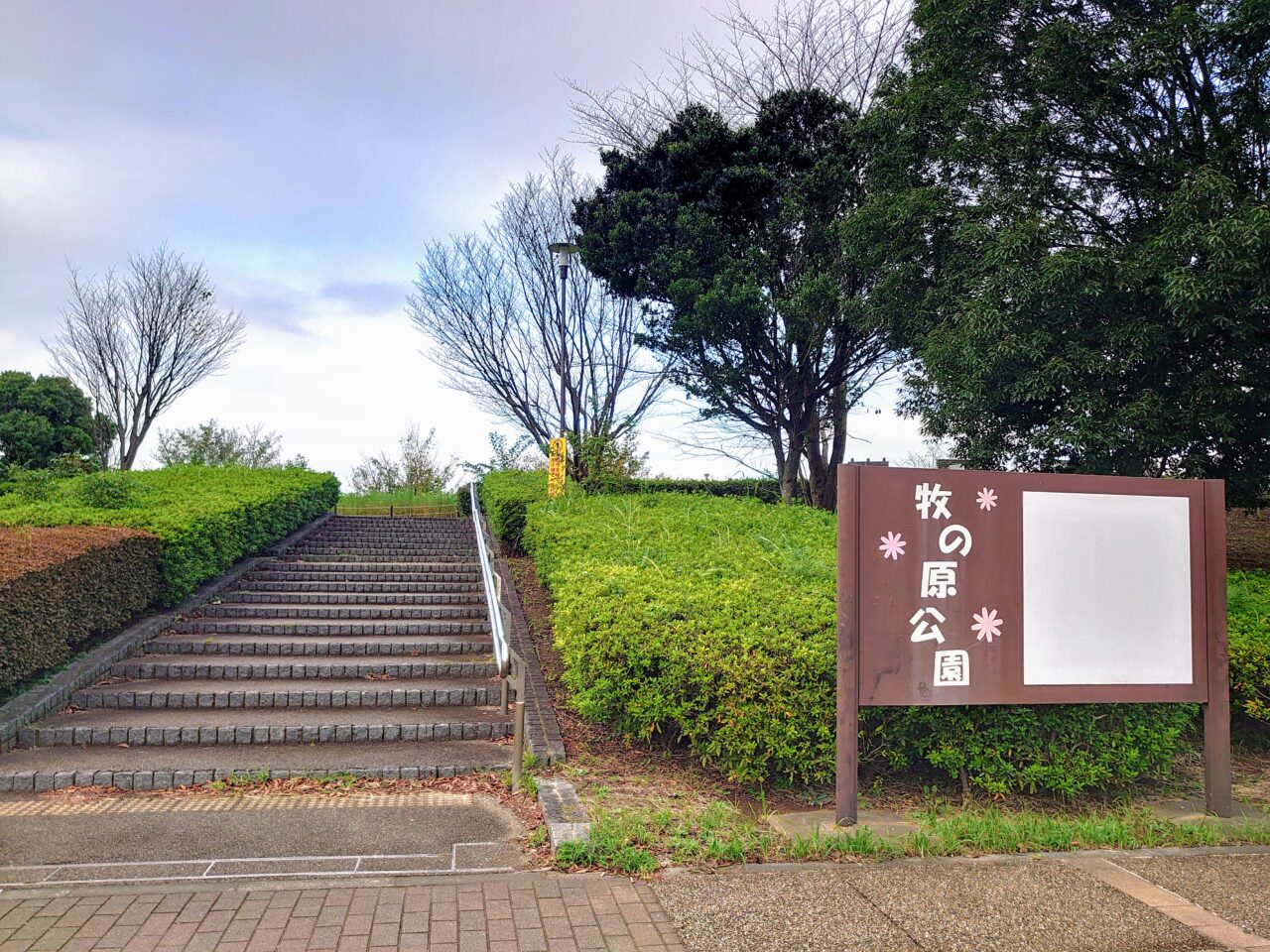 牧の原公園コスモス_牧の原公園