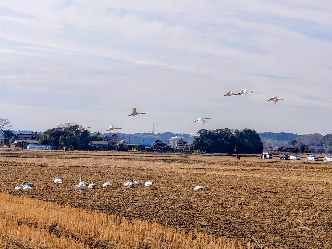 白鳥の郷2025年1月_白鳥の郷１０